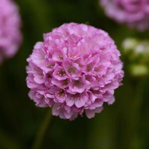 Armeria Dreameria® Pseudarmeria 'Sweet Dreams' Perennial (LARGE) Plug Plants Pack x6
