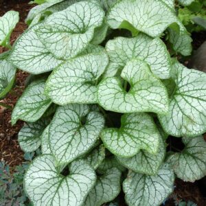 Brunnera Macrophylla 'Jack Frost' Perennial (Large) Plug Plants Pack x6