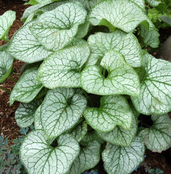 Brunnera Macrophylla 'Jack Frost' Perennial (Large) Plug Plants Pack x6