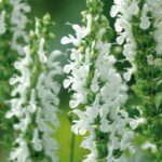 Salvia Nemorosa Lyrical™ White (Large) Perennial Plug Plants Pack x6