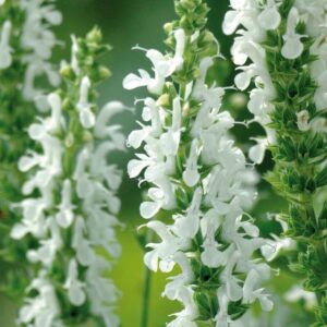 Salvia Nemorosa Lyrical™ White (Large) Perennial Plug Plants Pack x6