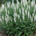 Salvia Nemorosa Lyrical™ White (Large) Perennial Plug Plants Pack x6