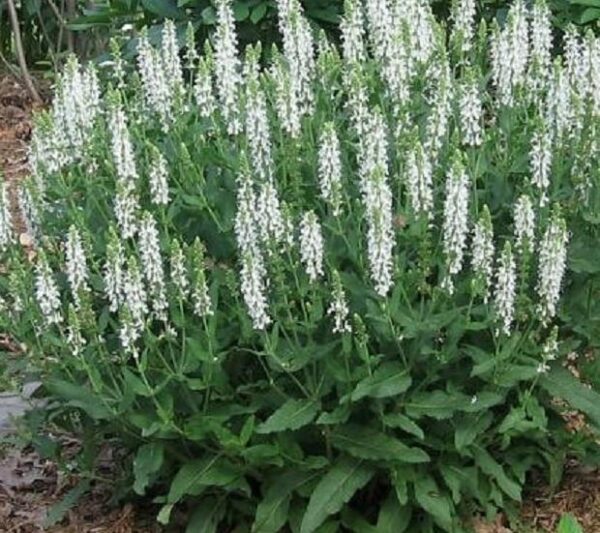 Salvia Nemorosa Lyrical™ White (Large) Perennial Plug Plants Pack x6