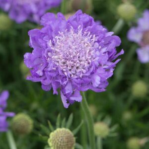 Scabiosa Mariposa Blue Perennial LARGE Plug Plants Pack x6
