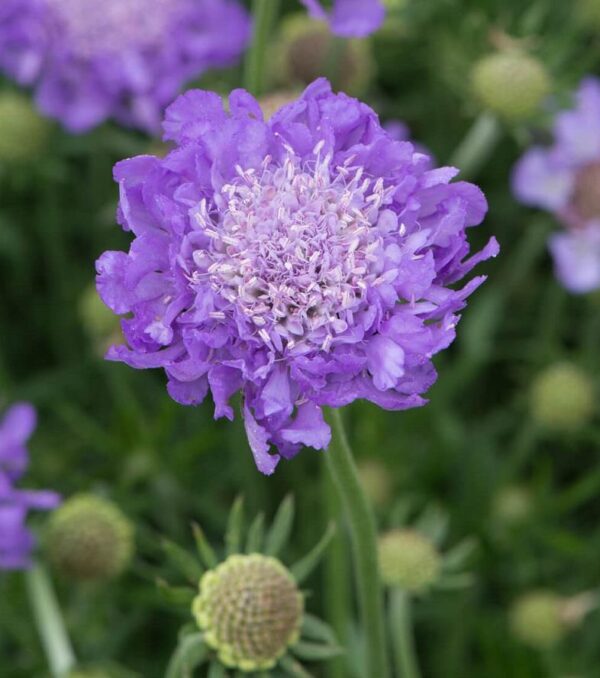 Scabiosa Mariposa Blue Perennial LARGE Plug Plants Pack x6