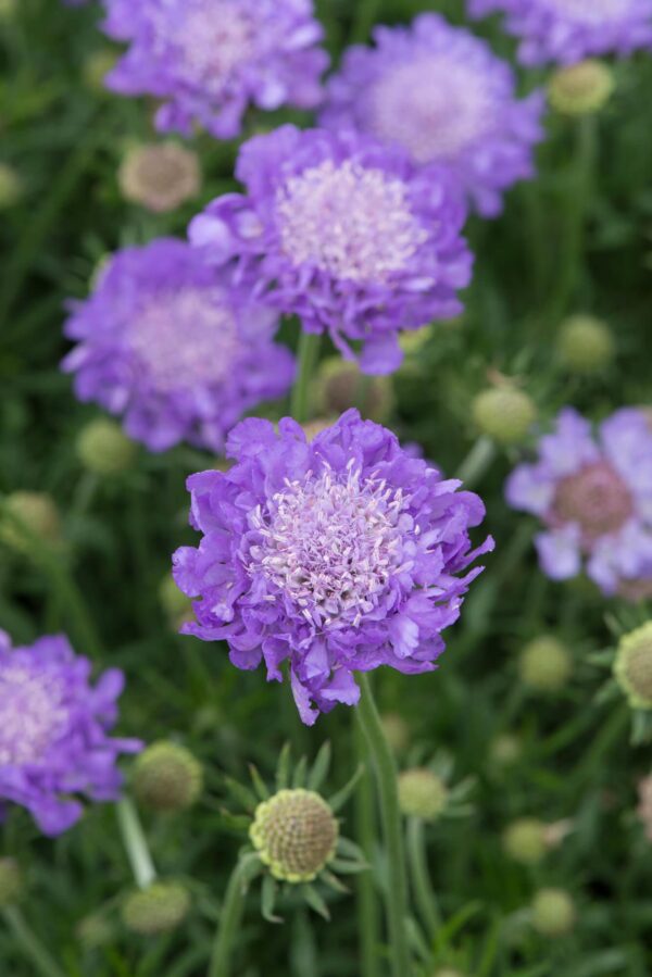 Scabiosa Mariposa Blue Perennial LARGE Plug Plants Pack x6