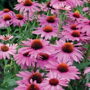 Echinacea (Coneflower) Purpurea Deep Rose LARGE Plug Plants Pack x6