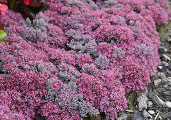Sedum Robustum 'Ruby Red/Glow' Perennial Supersize XXL Plug Plants Pack x3