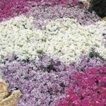 Phlox Subulata 'Mixed Varieties' Creeping Perennial (LARGE) Plug Plants Pack x6