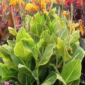 Canna Lily Tropicanna® Gold 9cm Pot Plants Pack x3
