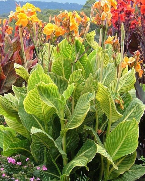 Canna Lily Tropicanna® Gold 9cm Pot Plants Pack x3