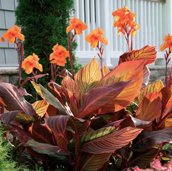 Canna Lily Tropicanna® 9cm Pot Plants Pack x3