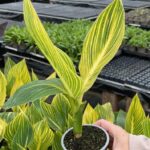 Canna Lily Tropicanna® 9cm Pot Plants Pack x3