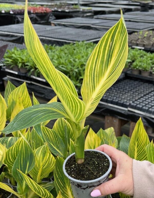 Canna Lily Tropicanna® 9cm Pot Plants Pack x3