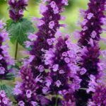 Agastache Liquorice 'Little Adder' Perennial Plug Plants Pack x6