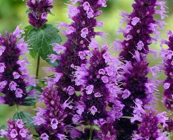 Agastache Liquorice 'Little Adder' Perennial Plug Plants Pack x6