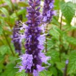 Agastache Liquorice 'Little Adder' Perennial Plug Plants Pack x6