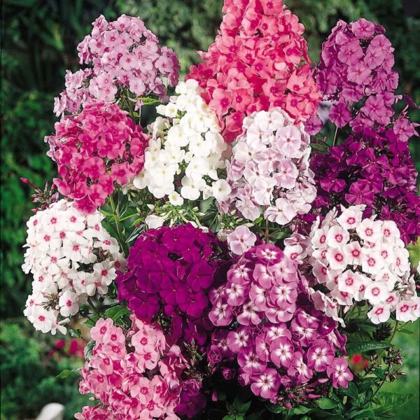 Phlox Paniculata 'Mixed' Perennial Garden Plug Plants Pack x6