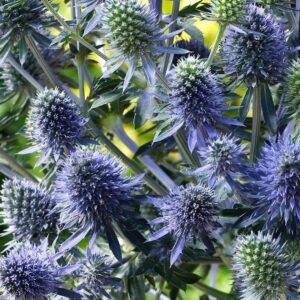Eryngium Planum (Sea Holly) 'Blue Hobbit' LARGE Perennial Plug Plants Pack x6