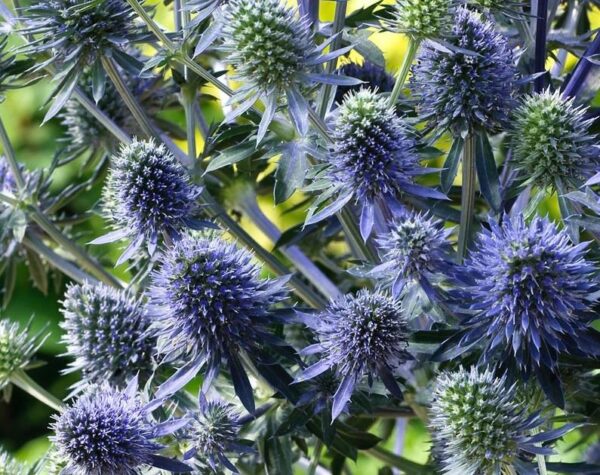 Eryngium Planum (Sea Holly) 'Blue Hobbit' LARGE Perennial Plug Plants Pack x6