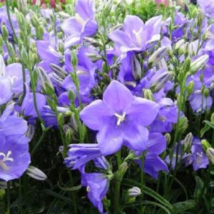 Campanula Persicifolia 'Takion Blue' Perennial LARGE Plug Plants Pack x3