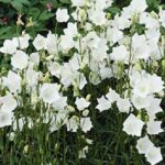 Campanula Persicifolia 'Takion White' Perennial LARGE Plug Plants Pack x3