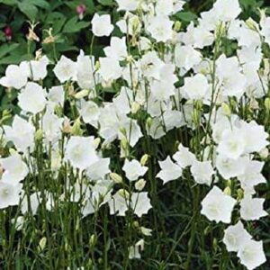 Campanula Persicifolia 'Takion White' Perennial LARGE Plug Plants Pack x3