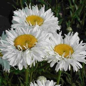 Shasta Daisy Leucathemum 'Crazy Daisy' (LARGE) Plug Plants Pack x6
