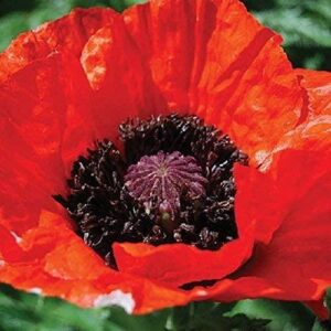 Oriental Poppy / Papaver Beauty of Livermere (LARGE) Plug Plants Pack x6