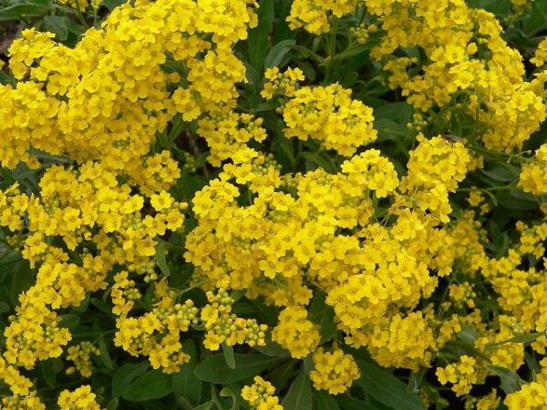 Alyssum Saxatile Gold Ball Perennial LARGE Plug Plants Pack x6