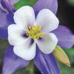 Aquilegia 'F1 Earlybird Blue/White' LARGE Perennial Garden Plug Plants Pack x6