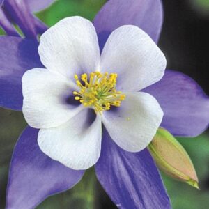 Aquilegia 'F1 Earlybird Blue/White' LARGE Perennial Garden Plug Plants Pack x6
