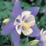 Aquilegia 'F1 Earlybird Blue/White' LARGE Perennial Garden Plug Plants Pack x6