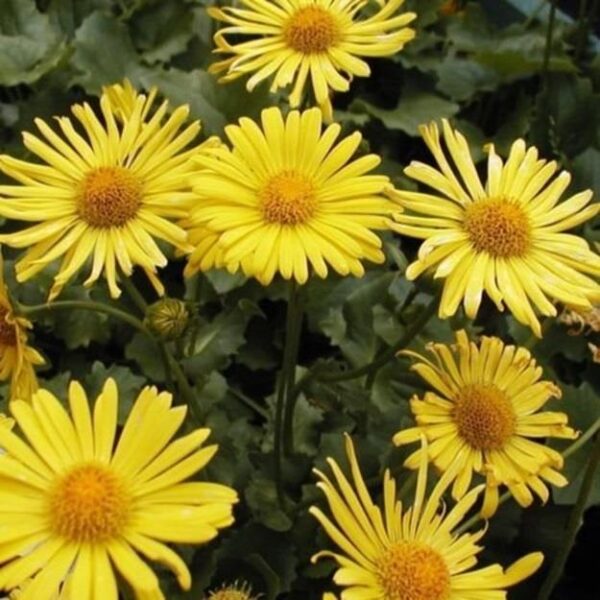 Doronicum ‘Little Leo’ Perennial Garden (LARGE) Plug Plants Pack x6