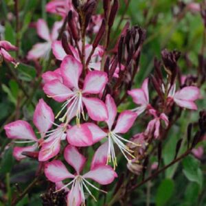 Gaura 'Rosy Jane™ Perennial Garden Flowering Plug Plants Pack x6