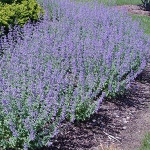 Nepeta Faassenii 'Walker's Low' Catmint Perennial Garden Plug Plants Pack x6