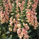 Foxglove 'Peach Hybrid Dalmation F1 (LARGE) Cottage Garden Plug Plants Pack X6