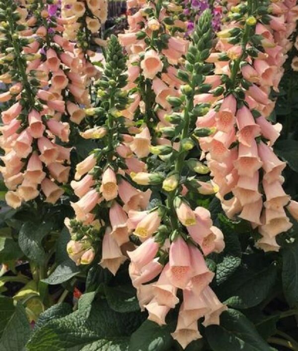 Foxglove 'Peach Hybrid Dalmation F1 (LARGE) Cottage Garden Plug Plants Pack X6