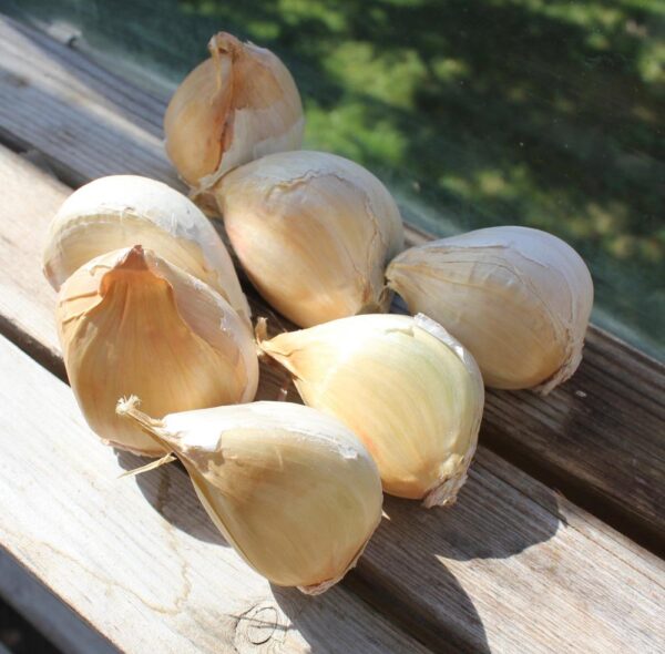 Giant Elephant Garlic Cloves Allium Sativum Pack x3 Cloves WPC Prins