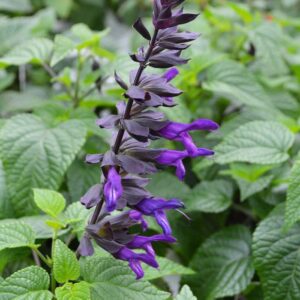 Salvia 'Purple & Bloom' Perennial Garden Plug Plants Pack x6 New!