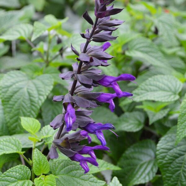 Salvia 'Purple & Bloom' Perennial Garden Plug Plants Pack x6 New!