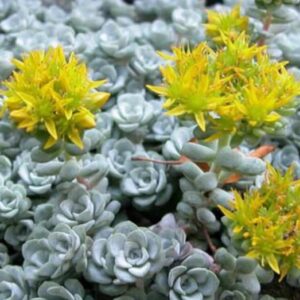 Sedum Stonecrop 'Cape Blanco' Alpine Plug Plants Pack x6