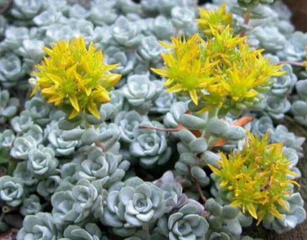 Sedum Stonecrop 'Cape Blanco' Alpine Plug Plants Pack x6