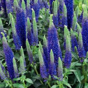 Veronica Spicata 'Ulster Royal Blue Dwarf' Perennial Plug Plants Pack x6