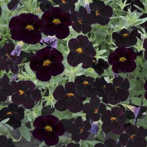 Calibrachoa Trailing Petunias Million Bells 'Black Cherry' Plug Plants Pack x6
