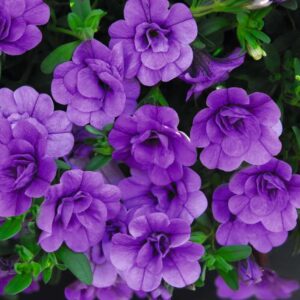 Calibrachoa Trailing Mini Petunia 'Double Blue' Plug Plants Pack x6
