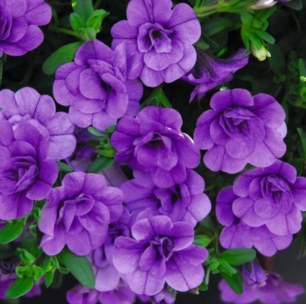 Calibrachoa Trailing Mini Petunia 'Double Blue' Plug Plants Pack x6