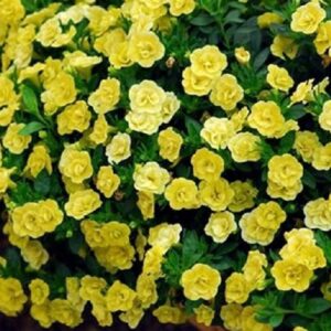 Calibrachoa Trailing Mini Petunia 'Double Yellow' Plug Plants Pack x6