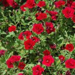 Calibrachoa Trailing Mini Petunia 'Double Red' Plug Plants Pack x6