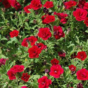 Calibrachoa Trailing Mini Petunia 'Double Red' Plug Plants Pack x6